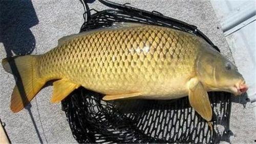 爆料大明星大鲤鱼视频,揭秘娱乐圈幕后风云  第2张